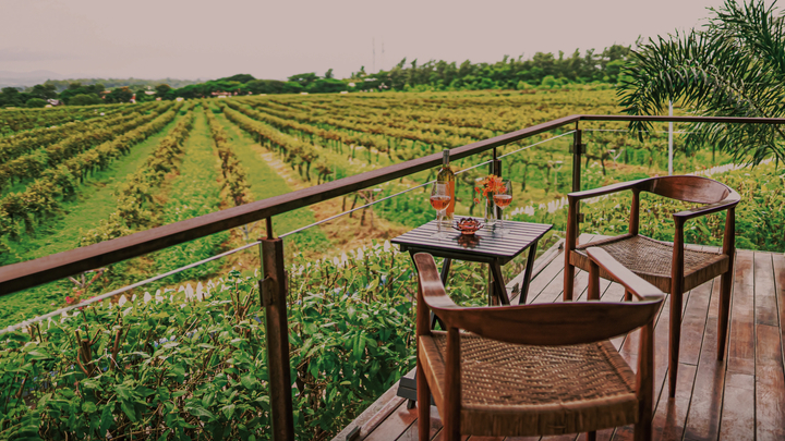 Nashik Vineyards on the Deccan Odyssey
