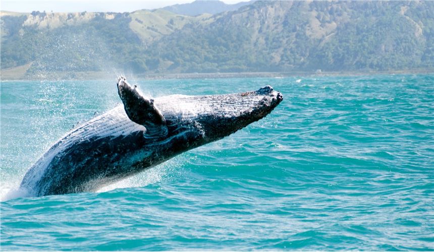 Picton - Christchurch