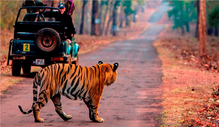 Maharashtra Wild Trail